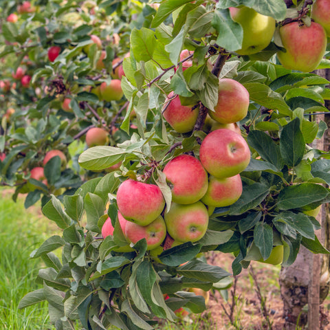 Ripe apples on a tree
